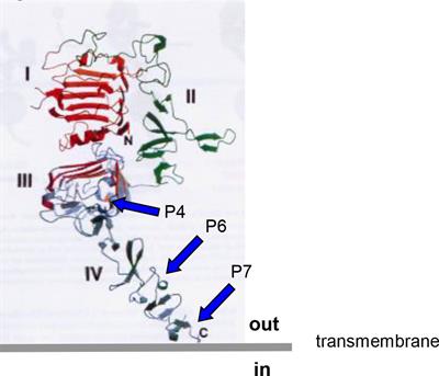 Development of the B cell cancer vaccine HER-vaxx for the treatment of her-2 expressing cancers